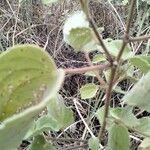 Abutilon mauritianumপাতা