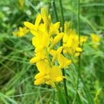 Genista sagittalis 花