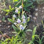 Craterostigma hirsutum Habit