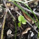 Hibiscus diversifolius Fuelha