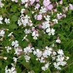 Silene apetala Fula