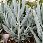 Senecio serpens Blad