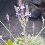 Lavandula pinnata Flower