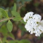 Stevia ovata Flor