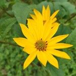 Helianthus divaricatus Flor