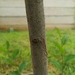 Celtis africana Bark