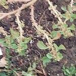 Amaranthus blitum Blad