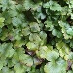 Waldsteinia ternata Yaprak
