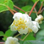 Actinidia polygama Blüte