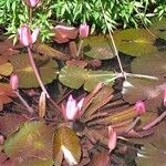 Nymphaea rubra Fiore