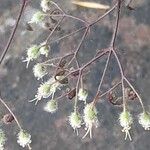 Heuchera micrantha फल