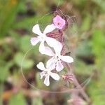 Silene gallica ᱵᱟᱦᱟ