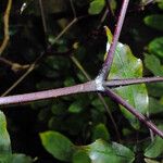 Leea guineensis बार्क (छाल)