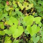 Aristolochia clematitisBlatt