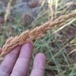 Calamagrostis epigejosBlüte