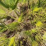 Chamaerops humilisBlad