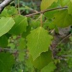 Populus tremulaपत्ता