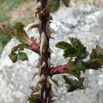 Rosa seraphinii Likasa