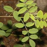 Indigofera trita Blatt
