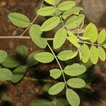 Indigofera trita 葉