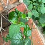 Solanum scabrum Leaf