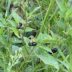 Solanum nigrescens Blatt