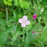 Epilobium parviflorum花