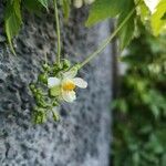 Cardiospermum grandiflorum Flower