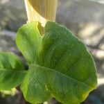 Citrus × latifolia Leaf