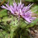 Serratula tinctoria Flors