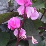 Lablab purpureus फूल