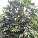 Artocarpus nitidus Hábito
