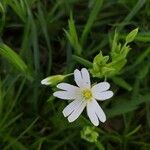 Moehringia ciliata花