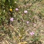 Gypsophila vaccaria Flower