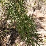 Juniperus procera Lehti