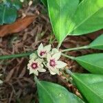 Cola acuminata Flor