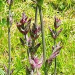 Salvia officinalis Flower