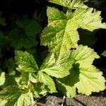 Geum rivale Feuille