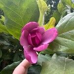 Magnolia liliifloraBloem