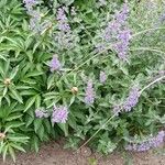 Nepeta grandiflora Flor