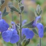 Salvia chamaedryoides Цвят