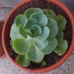 Echeveria australis Leaf