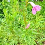 Incarvillea olgae 形態