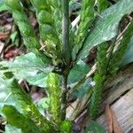 Justicia refractifolia Hábito