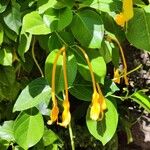 Lonicera hildebrandtiana Blüte