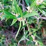 Phillyrea angustifolia Bark