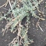 Atriplex glauca Облик