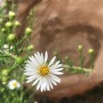 Symphyotrichum ericoidesLorea