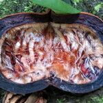 Sterculia foetida Fruit