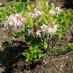 Rhododendron periclymenoides Habit